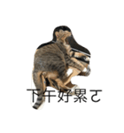 Qbの中二猫日記（個別スタンプ：2）