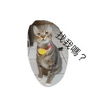 Qbの中二猫日記（個別スタンプ：4）