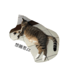 Qbの中二猫日記（個別スタンプ：8）