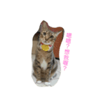 Qbの中二猫日記（個別スタンプ：9）