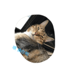 Qbの中二猫日記（個別スタンプ：10）