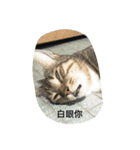 Qbの中二猫日記（個別スタンプ：11）