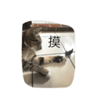 Qbの中二猫日記（個別スタンプ：12）