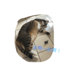 Qbの中二猫日記（個別スタンプ：13）