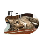 Qbの中二猫日記（個別スタンプ：14）