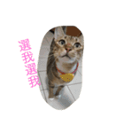 Qbの中二猫日記（個別スタンプ：15）
