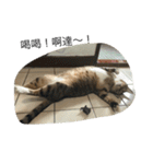 Qbの中二猫日記（個別スタンプ：16）