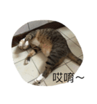Qbの中二猫日記（個別スタンプ：18）