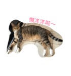 Qbの中二猫日記（個別スタンプ：19）