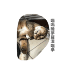Qbの中二猫日記（個別スタンプ：20）