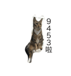 Qbの中二猫日記（個別スタンプ：21）