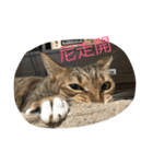 Qbの中二猫日記（個別スタンプ：22）