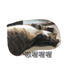 Qbの中二猫日記（個別スタンプ：23）