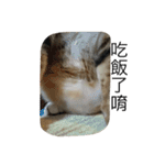 Qbの中二猫日記（個別スタンプ：24）