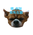 chihuahua New's Daily（個別スタンプ：1）