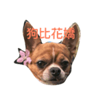 chihuahua New's Daily（個別スタンプ：2）