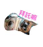 chihuahua New's Daily（個別スタンプ：3）