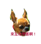 chihuahua New's Daily（個別スタンプ：4）