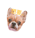 chihuahua New's Daily（個別スタンプ：5）