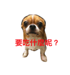 chihuahua New's Daily（個別スタンプ：6）