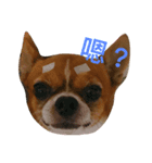 chihuahua New's Daily（個別スタンプ：7）
