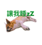 chihuahua New's Daily（個別スタンプ：8）