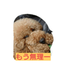chamu love（個別スタンプ：7）