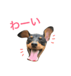 ミニチュアピンシャー キキ（個別スタンプ：2）
