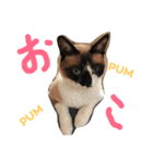 シャム猫のムーは自宅警備員！追加版（個別スタンプ：2）