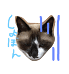 シャム猫のムーは自宅警備員！追加版（個別スタンプ：3）
