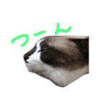 シャム猫のムーは自宅警備員！追加版（個別スタンプ：6）