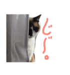 シャム猫のムーは自宅警備員！追加版（個別スタンプ：15）