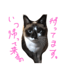 シャム猫のムーは自宅警備員！追加版（個別スタンプ：17）