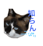 シャム猫のムーは自宅警備員！追加版（個別スタンプ：19）