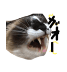 シャム猫のムーは自宅警備員！追加版（個別スタンプ：21）