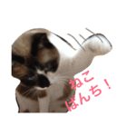 シャム猫のムーは自宅警備員！追加版（個別スタンプ：24）