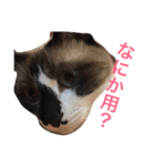 シャム猫のムーは自宅警備員！追加版（個別スタンプ：25）