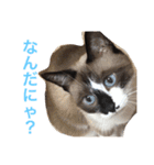 シャム猫のムーは自宅警備員！追加版（個別スタンプ：28）