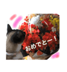 シャム猫のムーは自宅警備員！追加版（個別スタンプ：29）