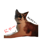 シャム猫のムーは自宅警備員！追加版（個別スタンプ：31）