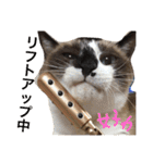 シャム猫のムーは自宅警備員！追加版（個別スタンプ：33）