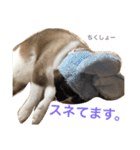 シャム猫のムーは自宅警備員！追加版（個別スタンプ：36）