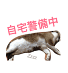 シャム猫のムーは自宅警備員！追加版（個別スタンプ：37）