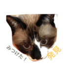 シャム猫のムーは自宅警備員！追加版（個別スタンプ：39）