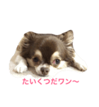 ごまちゃんのこころの声（個別スタンプ：2）