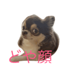 ごまちゃんのこころの声（個別スタンプ：5）