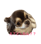 ごまちゃんのこころの声（個別スタンプ：10）