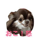 ごまちゃんのこころの声（個別スタンプ：12）
