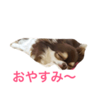 ごまちゃんのこころの声（個別スタンプ：15）