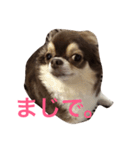 ごまちゃんのこころの声（個別スタンプ：16）